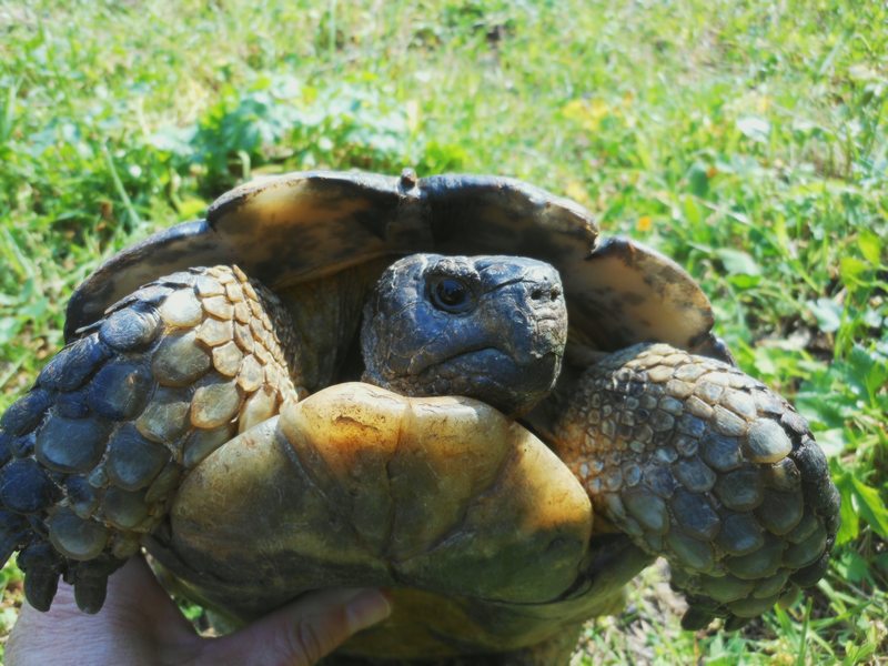 Testudo marginata